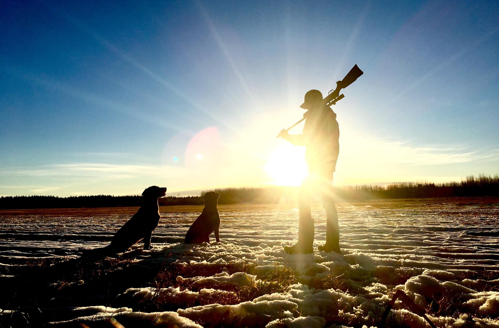 hunter and dogs in field